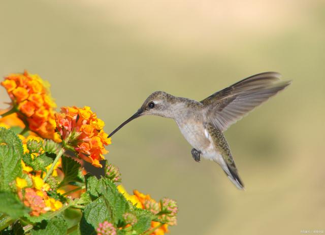 世界上最小的鸟类_世界上最大的鸟类