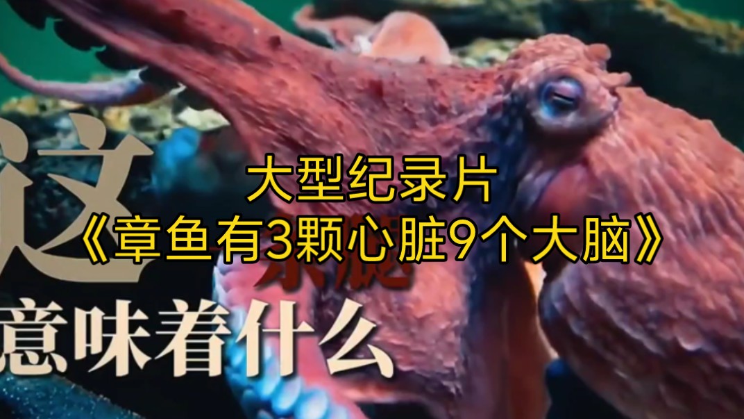 章鱼有三个心脏_章鱼有三个心脏图片