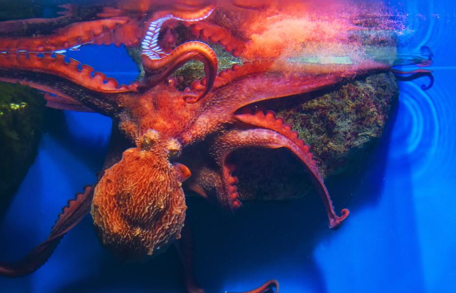 章鱼有三个心脏_章鱼有三个心脏图片