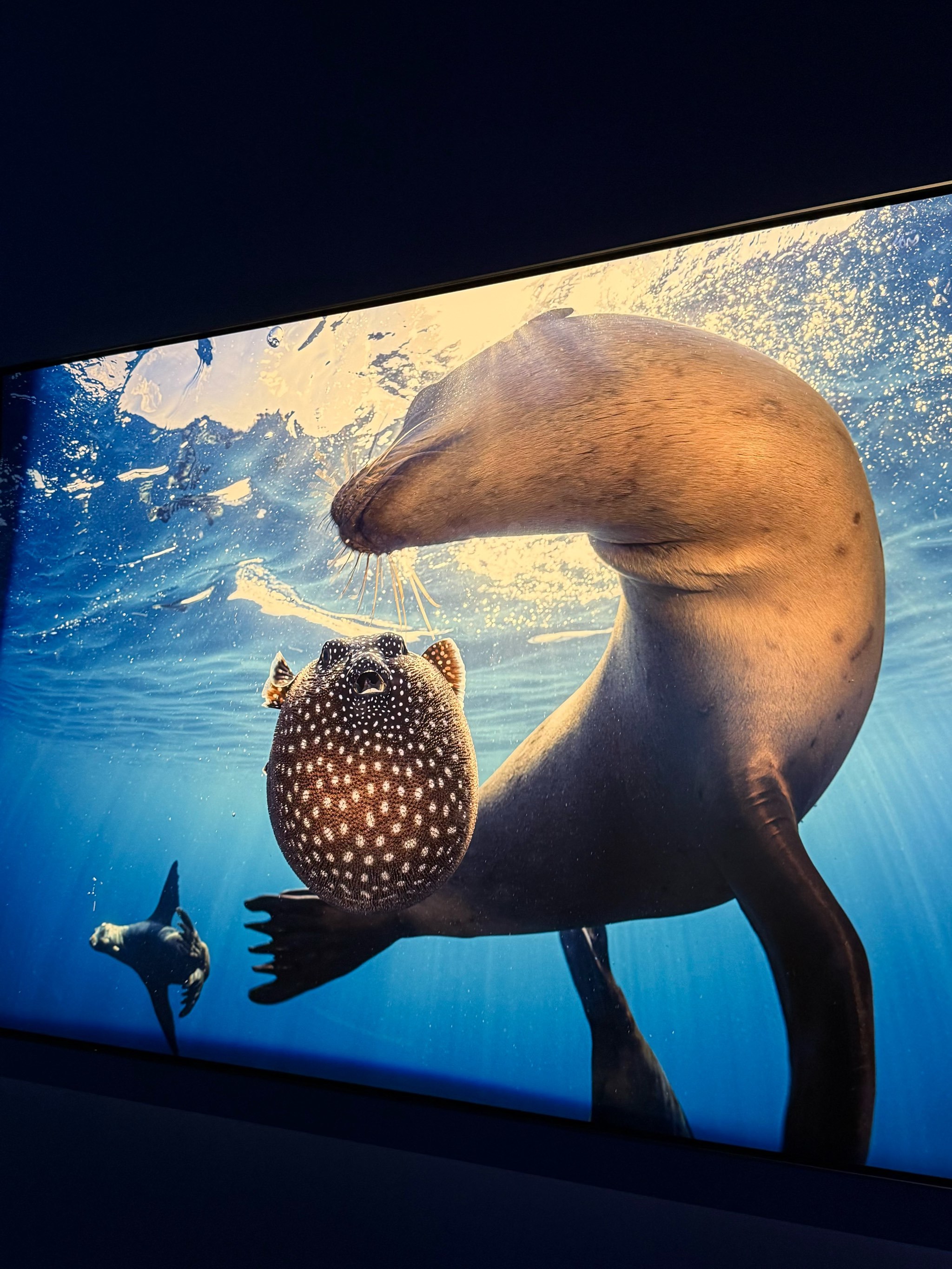 极地动物的生存智慧_极地动物的生存智慧是什么