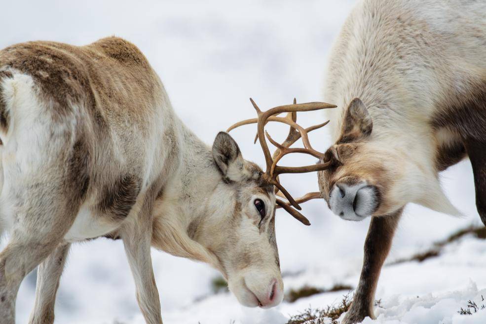 极地动物的生存智慧_极地动物的生存智慧是什么