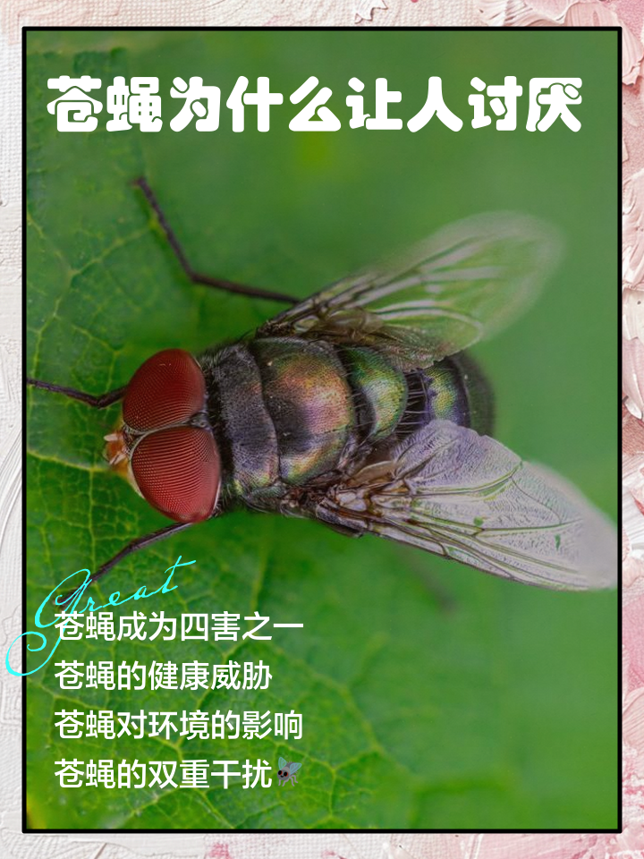 苍蝇如何停在天花板上？_苍蝇在天花板上怎么打