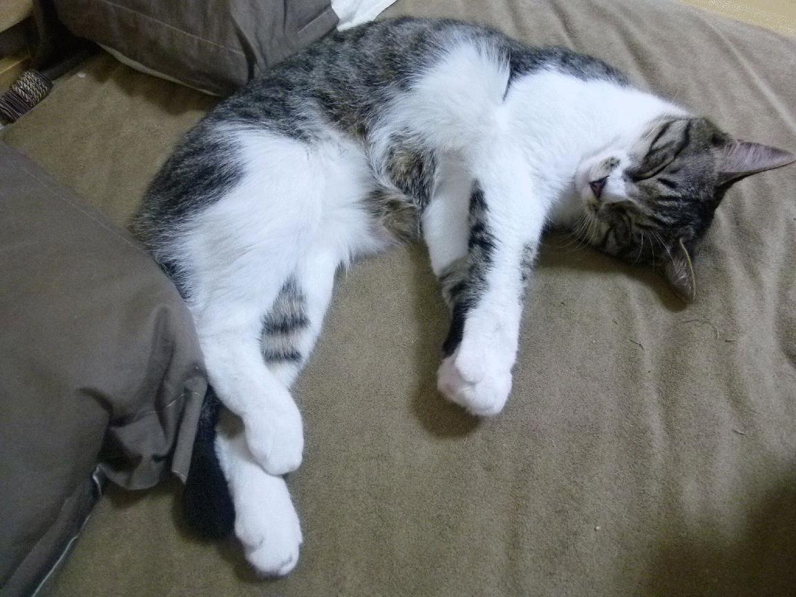 蝴蝶一生只吃一顿饭？_蝴蝶一天吃几顿饭