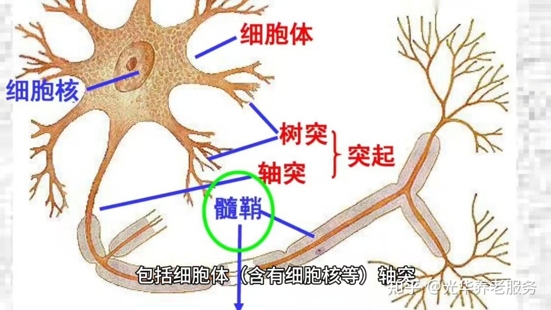 大脑神经元千亿连接_大脑神经元的作用