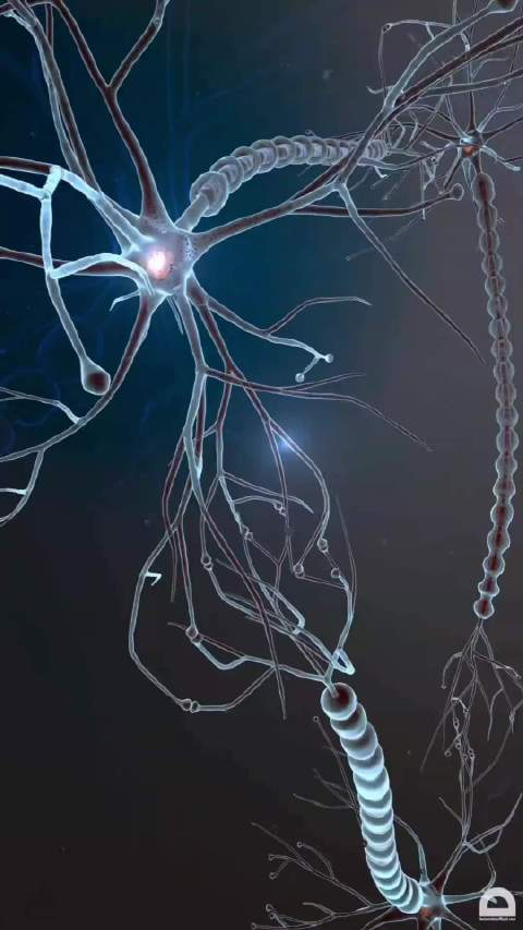 大脑神经元千亿连接_大脑神经元的作用